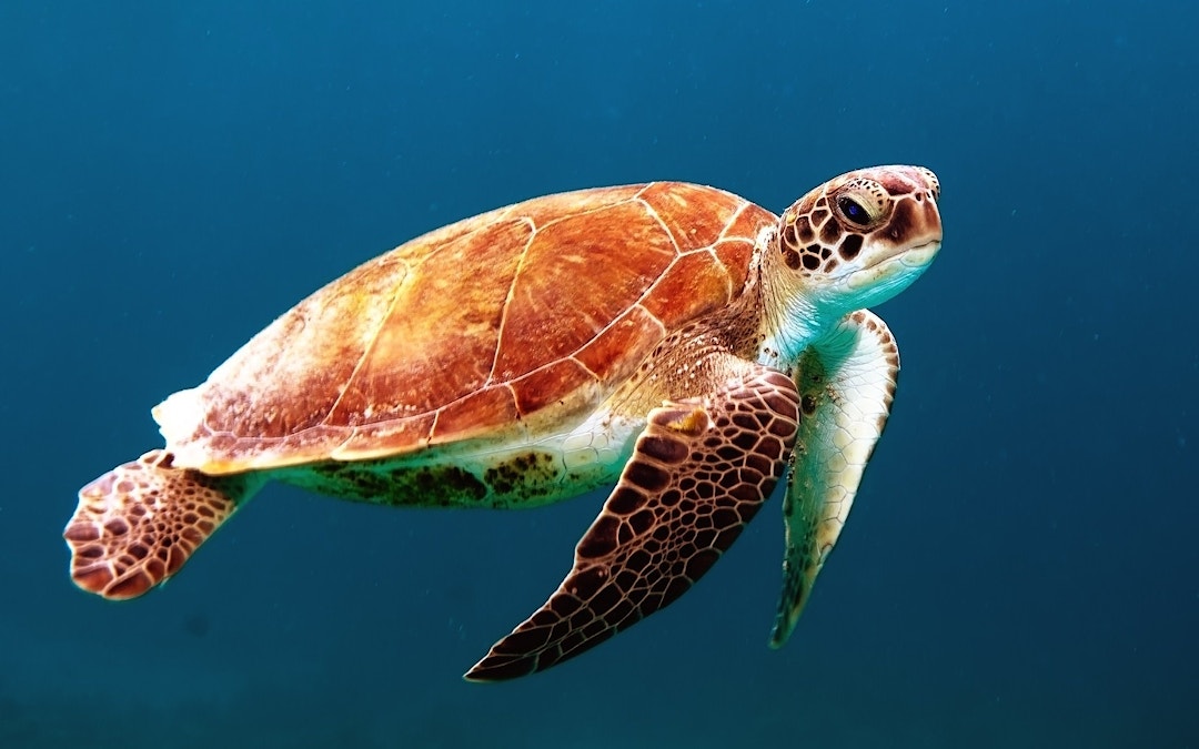 Ask Dr Dazza | Turtles